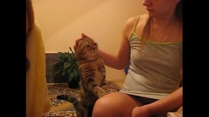 Котето си проси ласки