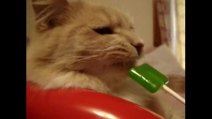 Котка ближе близалка от ябълка 