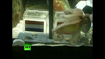 Октоподът Пол (паул) отсече Испания е шампион World Cup - Vbox7 