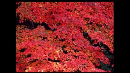 Autumn Dream-by Emil