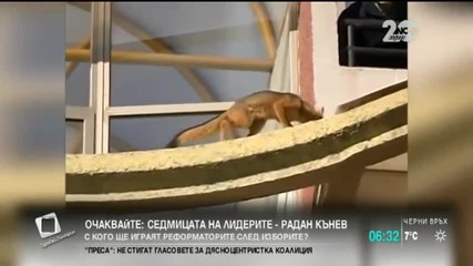 Лисица побърка полиаии пожарникари (видео)