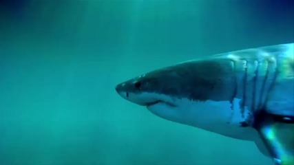 Project Ocean