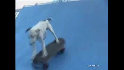 Skating And Surfing Dog