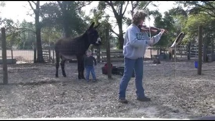 Дует цигулка и магаре