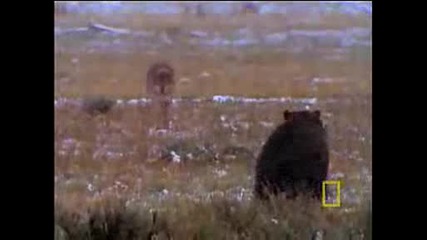 Wolves vs. Grizzly Bears