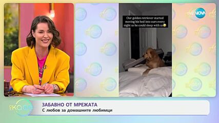 Забавно от мрежата: С любов за домашните любимци - „На кафе“ (02.05.2025)