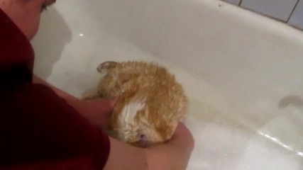 Дебела котка се опитва да излезе от вана