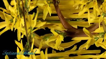 Giovanni Marradi - Prelude