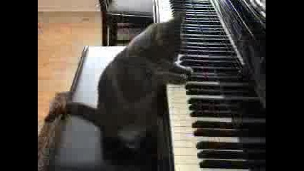 Котка Пианист