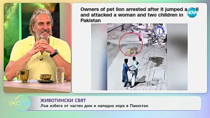 Лъв избяга от частен дом и нападна хора в Пакистан - „На кафе” (09.07.2025)