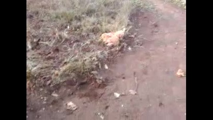 Габренски Кокошки ходят без глави