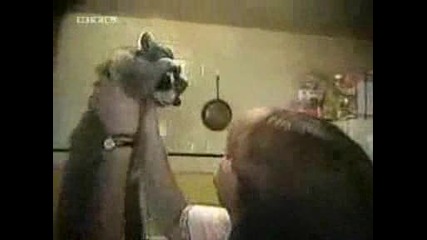 Наистина много забавни животинчета