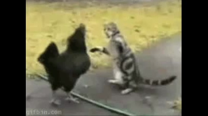 Началото: Котка срещу Кокошка!