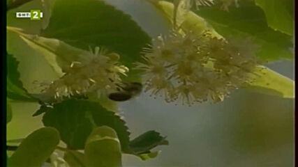 Насаме с пчелите - шеста серия - Пчелна паша (2001)