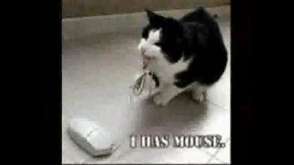 Funny Cats