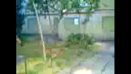 todor i mitko free run