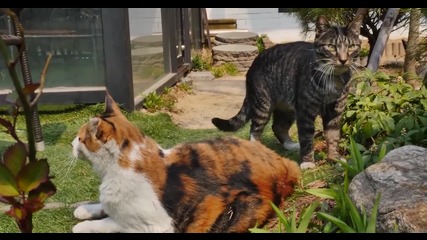 Котки си играят