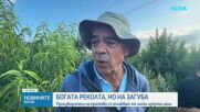 Напрежение сред производителите на праскови заради ниските изкупни цени