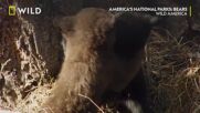 Черна мачка | Националните паркове на Америка | NG Wild Bulgaria