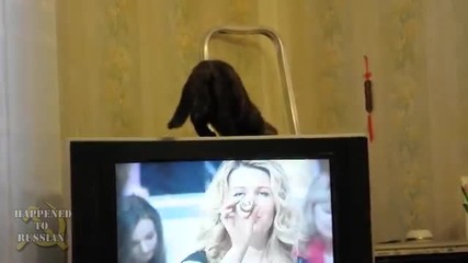 Котешки трик!