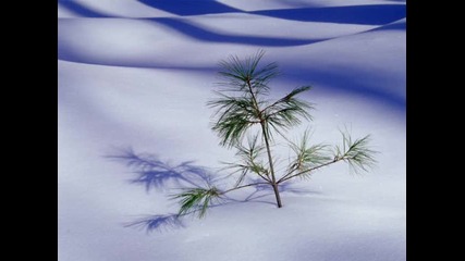Tree_500k