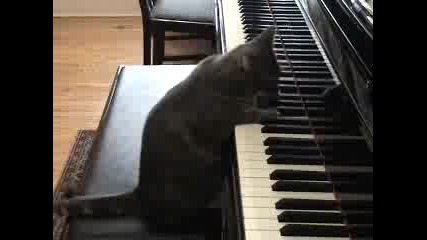 Котка пианист 