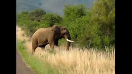 See Angry Elephant think about crushing the car with people in Shocking