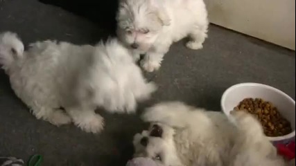 Много сладки кученца