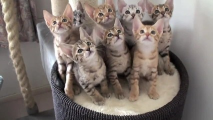 Ха на ляво, ха на дясно ! - Смях със сладки котенца