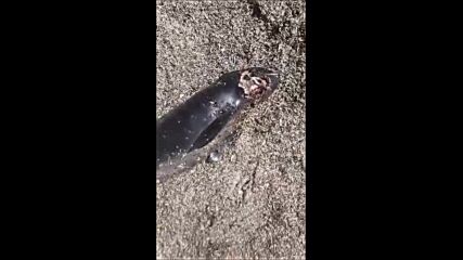 Морето изхвърли мъртъв делфин в Поморие