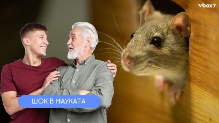Откриха мишки, които не остаряват — и това може да отключи серум за вечна младост!👀💥