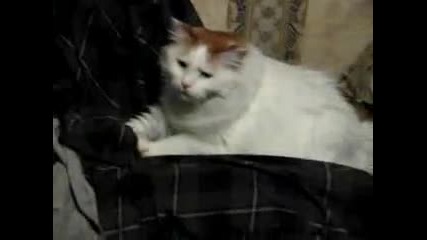 Еротичен Котешки Масаж 