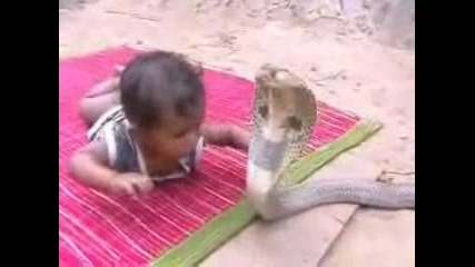 1 г.дете си играе с кобра