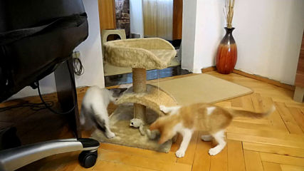 Марин и Добрин си играят първия ден в новия си дом :-)