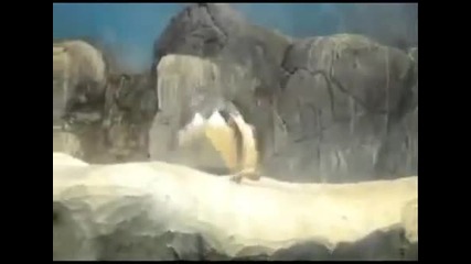 Луд пингвин танцува на дъбстеп
