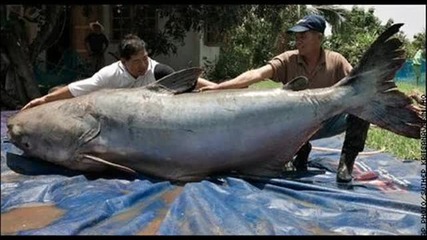 Най - големите животни за 2009 година