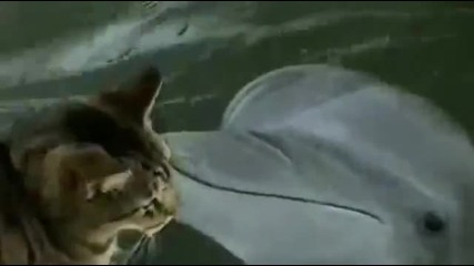 Котка и Делфин