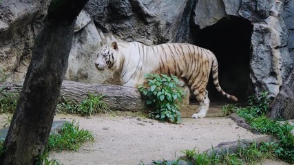 Семейство Бели Тигри