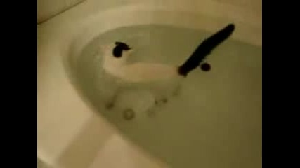 Котка, която обича да се къпе