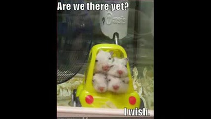Funny Animals 2