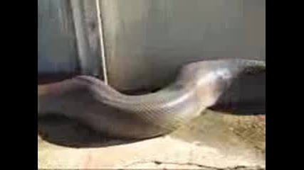 Най - голямата змия на света 