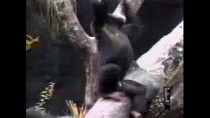 Ах Как Мирише