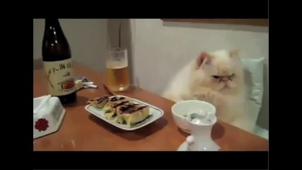 The F Was That Cat 