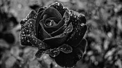 Iggy Miles - Black Rose (original Mix)