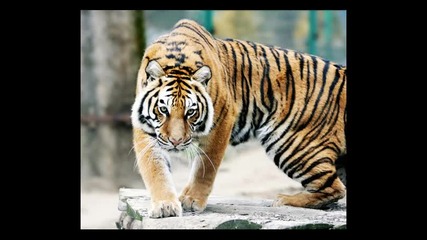 Queen - In My Defence (with tiger pics)