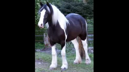 Gypsy Vanner Horse - 4 -