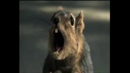 Screaming Animals Commercial