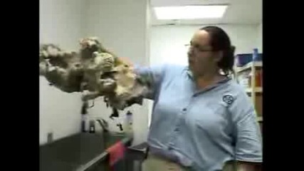 Animal Cops Houston Intro