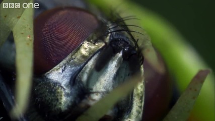Life - Venus Flytraps Jaws of Death - Bbc One _