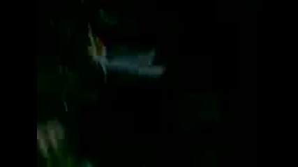 Niki.3gp 